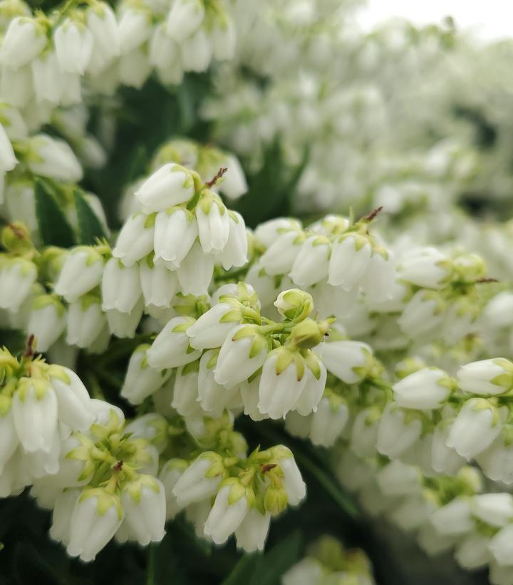 Pieris jap. yak. 'Prelude'