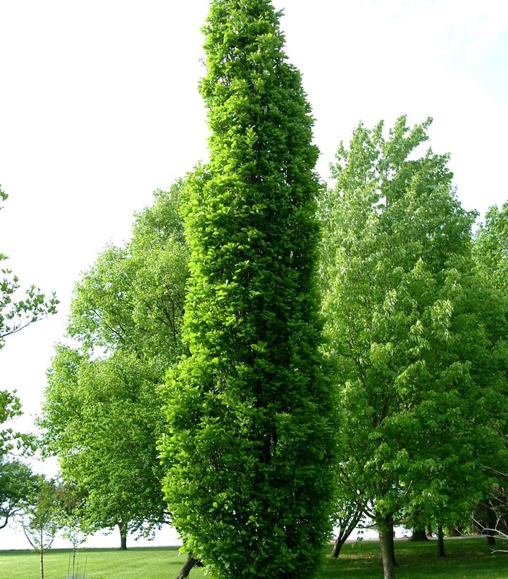 Quercus Kindred Spirit®