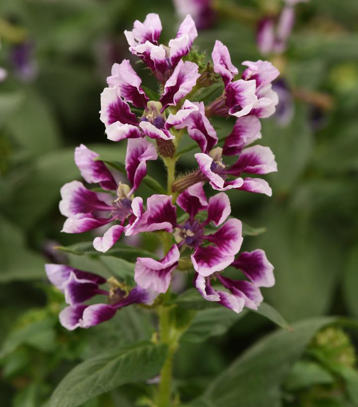 Cuphea Sweet Talk™ Lavender Splash
