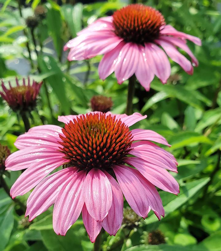 Echinacea x Sunmagic Vintage Fuschia