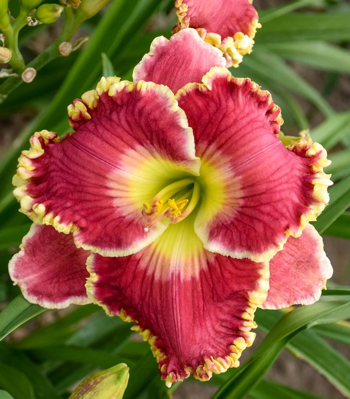 Hemerocallis 'Born to Run'