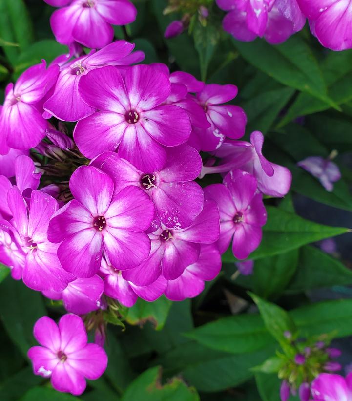 Phlox Volcano® Volcano® Purple with White Eye