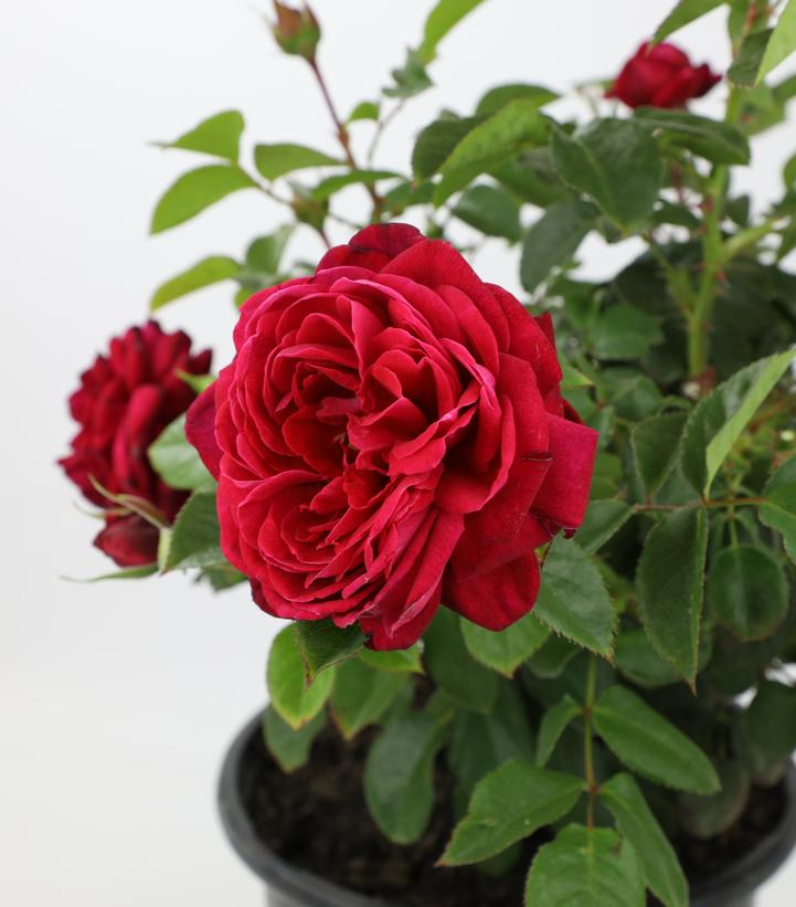 Rosa True Endearment