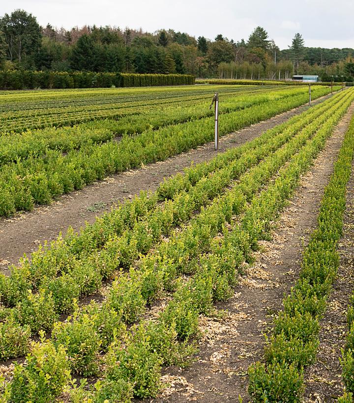 Buxus x Babylon Beauty™