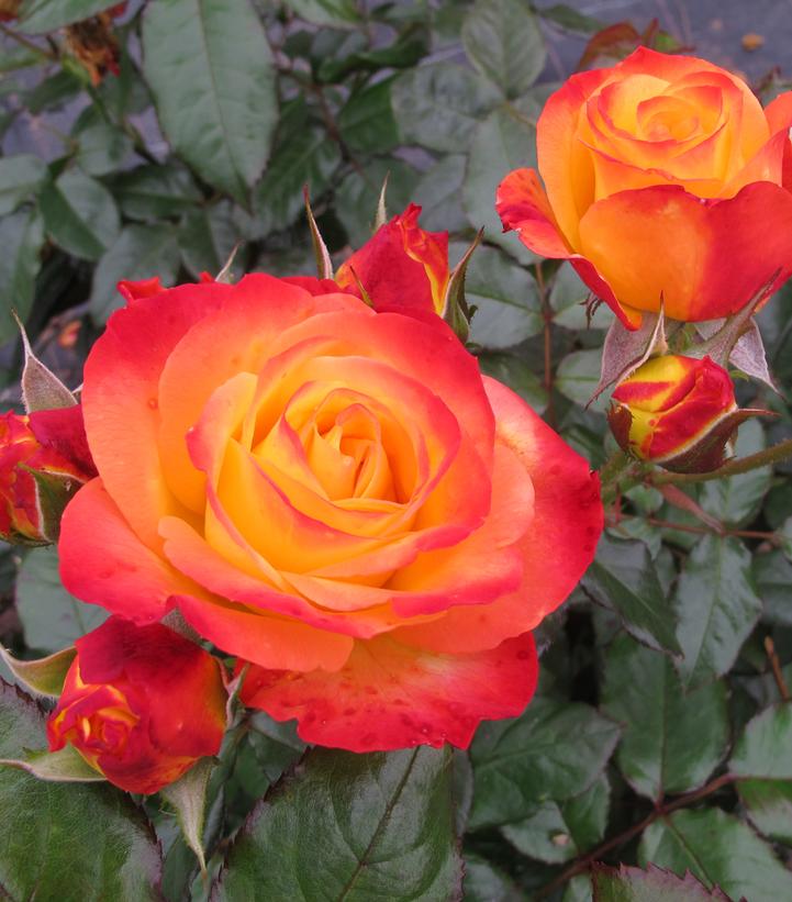 Rosa x Oso Easy En Fuego™
