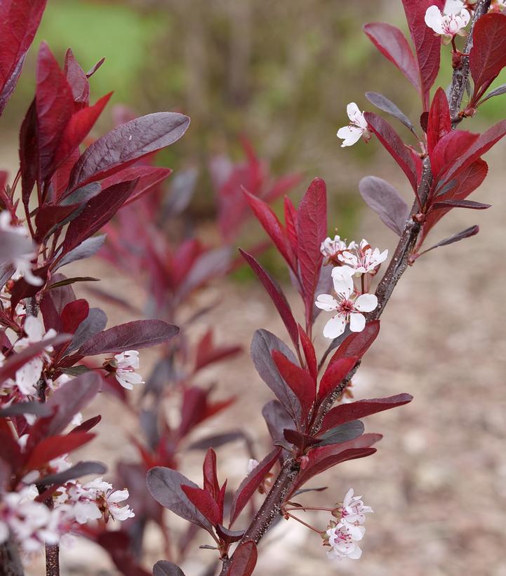 Prunus x cistena Stay Classy®