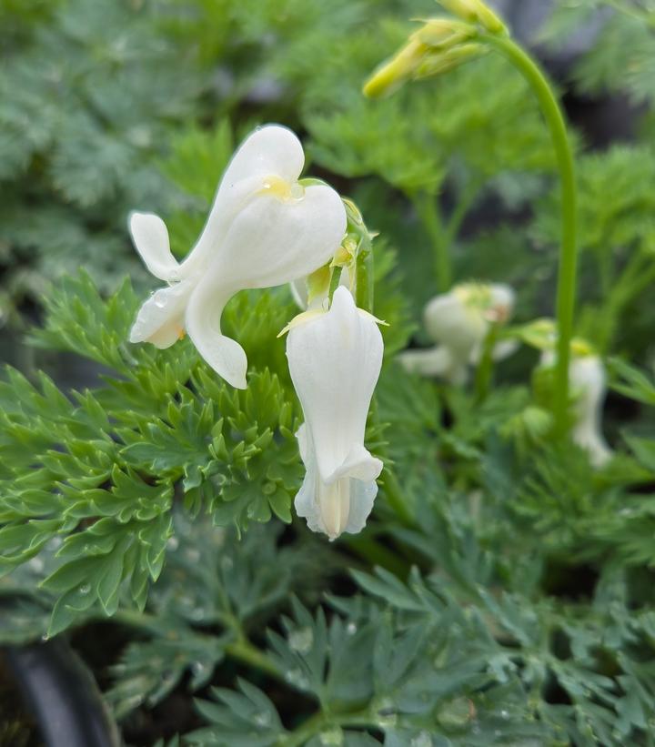 Dicentra hybrid 'White Diamonds'