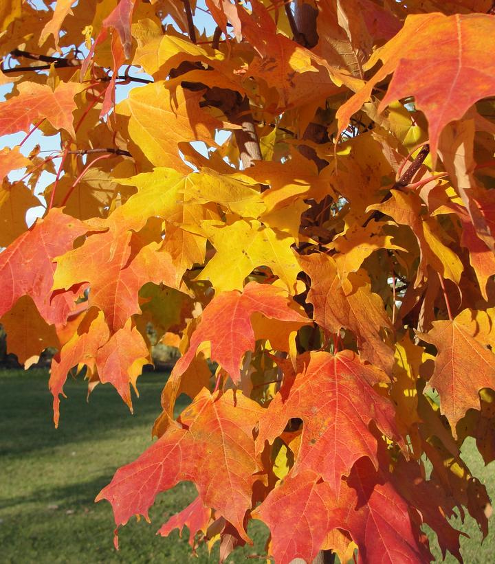 Acer saccharum Inferno™