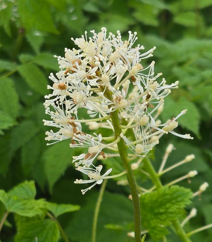 Actaea rubra 