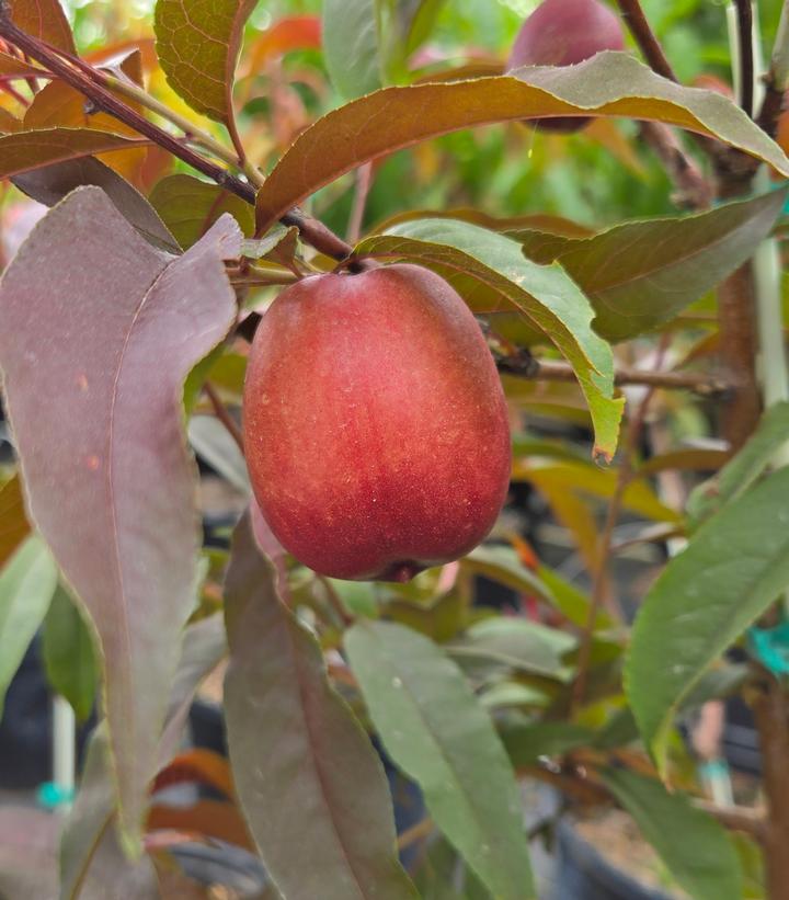 Nectaplum 'Spice Zee'