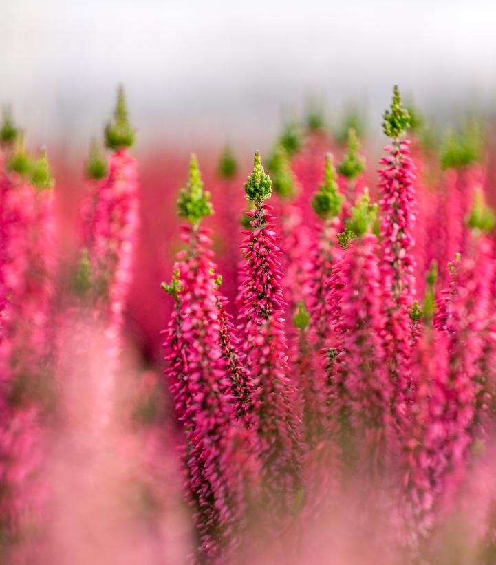 Calluna vulgaris Beauty Ladies® Scarlet