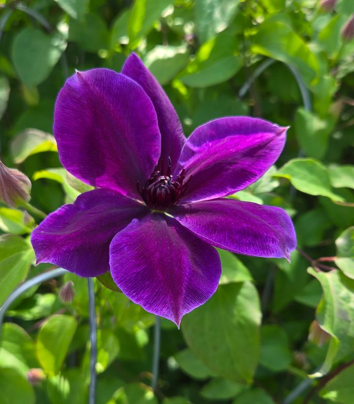 Clematis x Boulevard® Ravel™