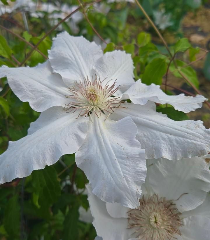 Clematis x Guernsey Flute™
