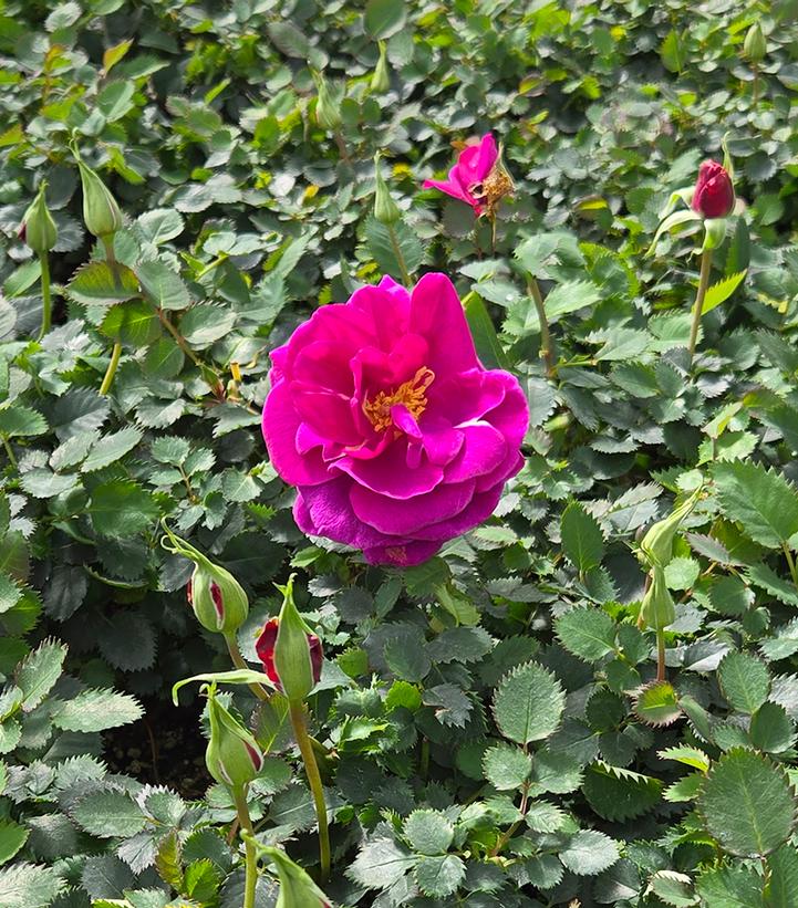 Rosa Showpiece™ Purple