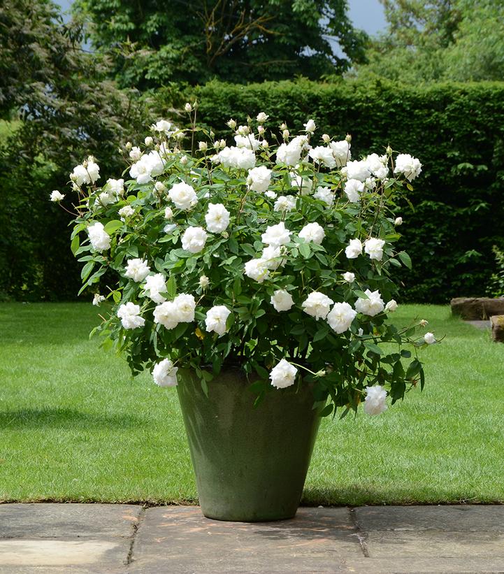 Rosa Susan William-Ellis