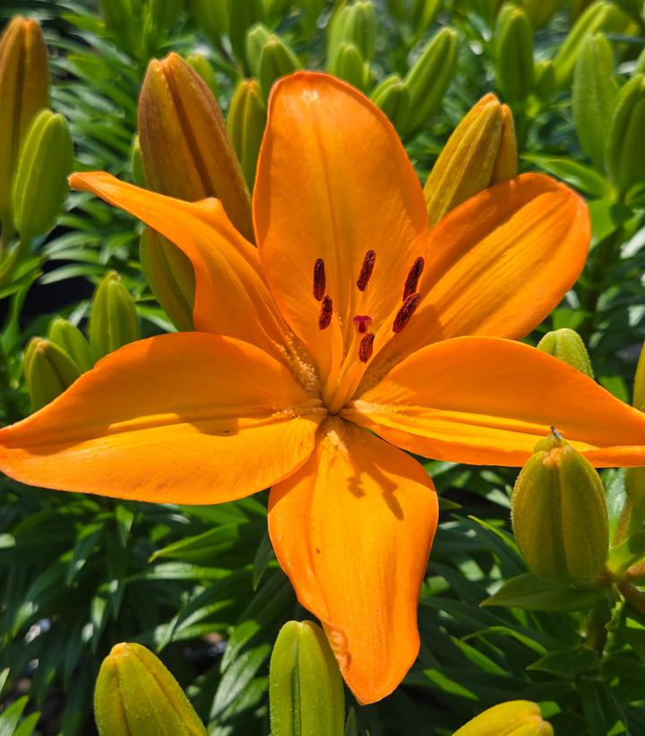 Lilium asiatic Fantasiatic Orange