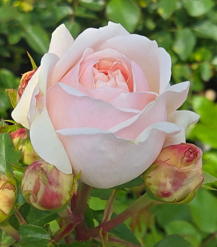 Rosa Evelyn®