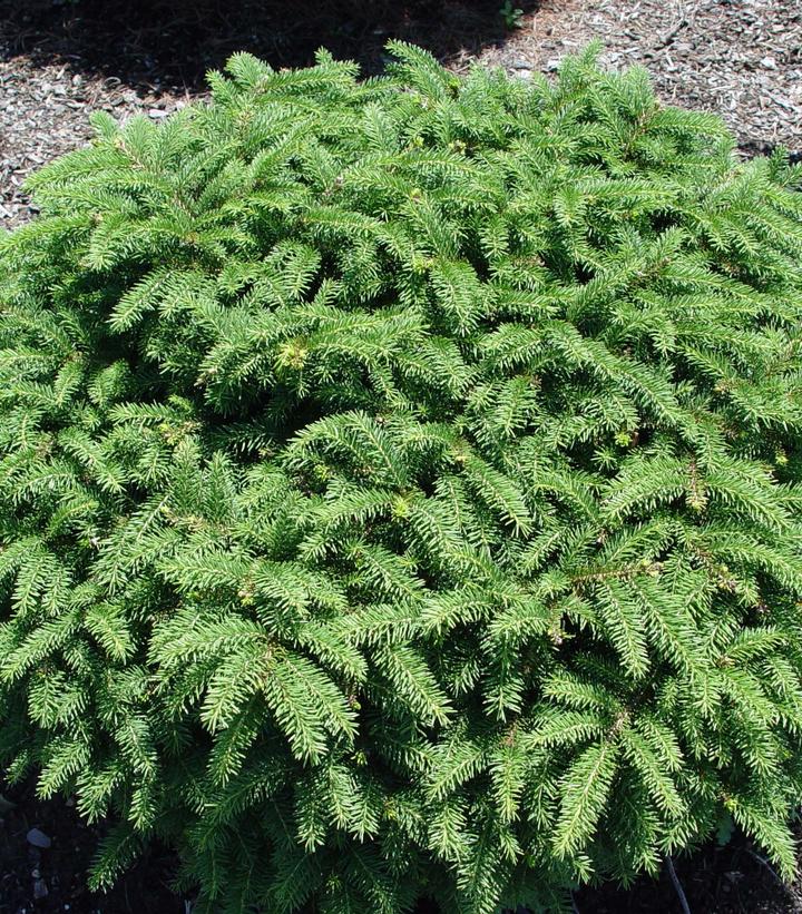 Picea abies Nidiformis