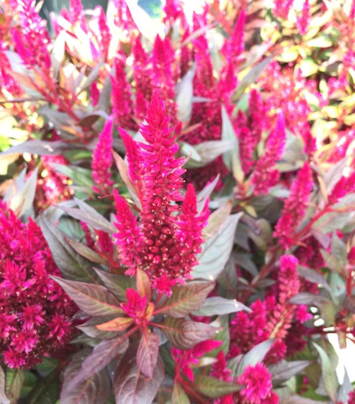 Celosia 'Kelos Fire Magenta'