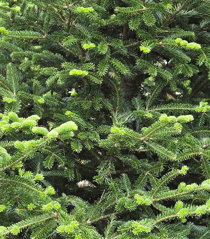 Abies balsamea var. phanerolepis 