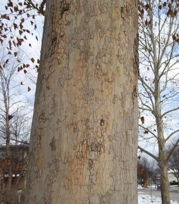 Platanus acerifolia Exclamation!®