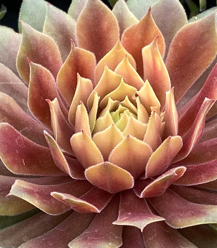 Sempervivum Chick Charms® Lemon Waves™