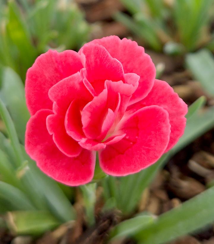 Dianthus interspecific EverLast™ Peach