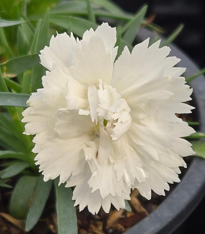 Dianthus interspecific EverLast™ White