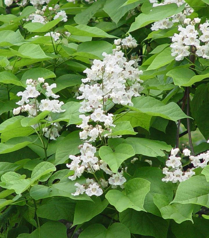 Catalpa speciosa 