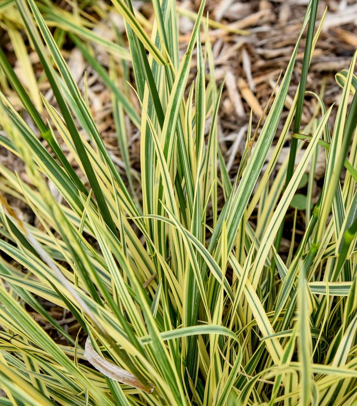 Festuca arundinacea Perfect Edging