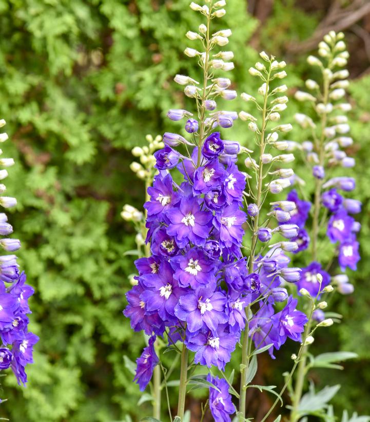 Delphinium x 'Violets Are Blue'