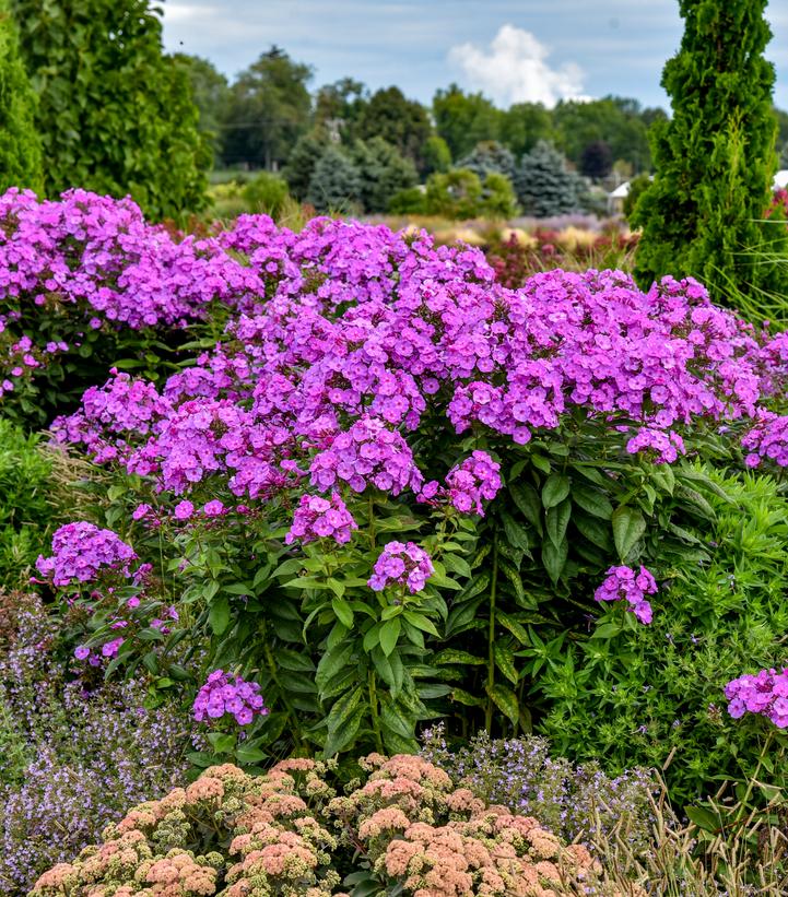 Phlox paniculata Luminary® 'Evening Glow'