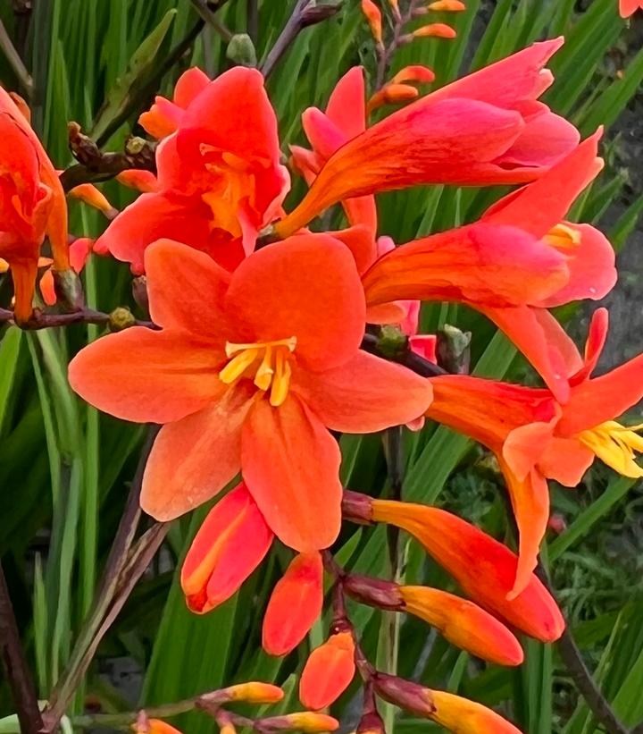 Crocosmia 'Peach Melba'