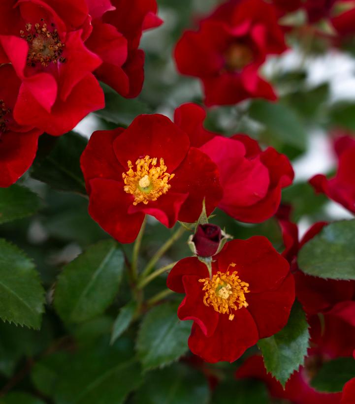 Rosa Scarlet Drift®
