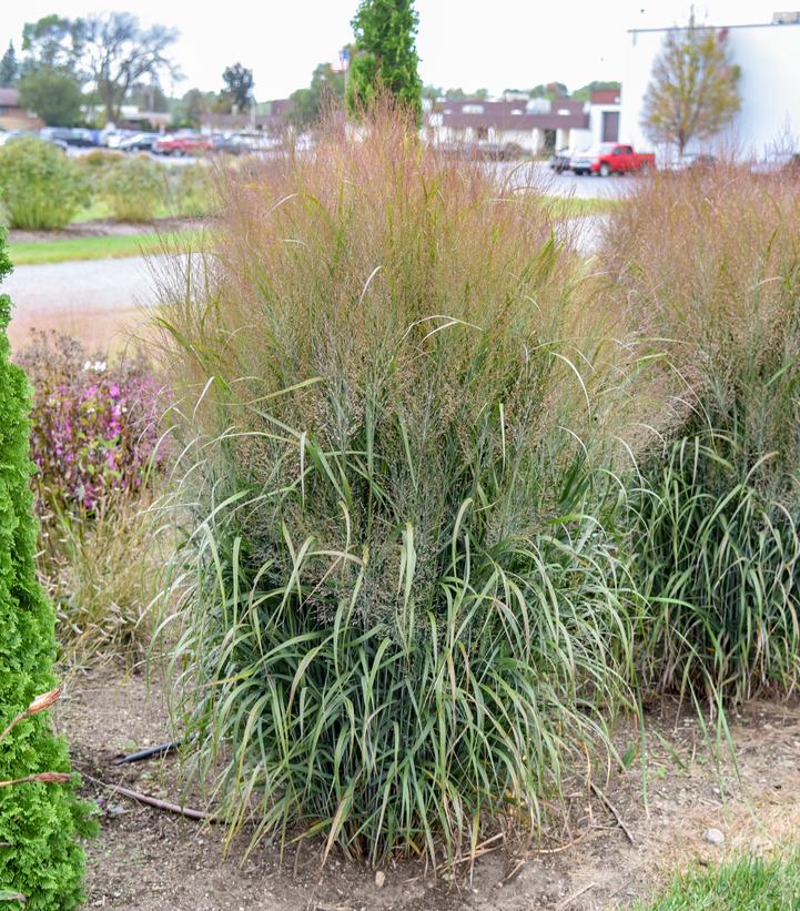 Panicum virgatum PRAIRIE WINDS® 'October Sky'