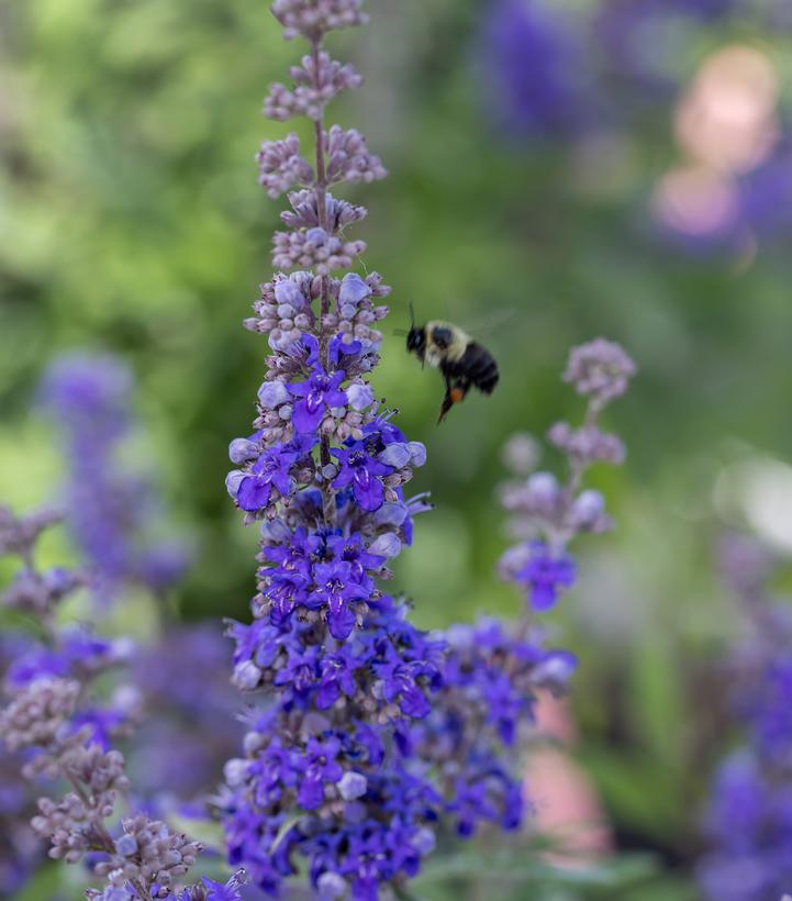 Vitex agnus-castus Queen Bee®