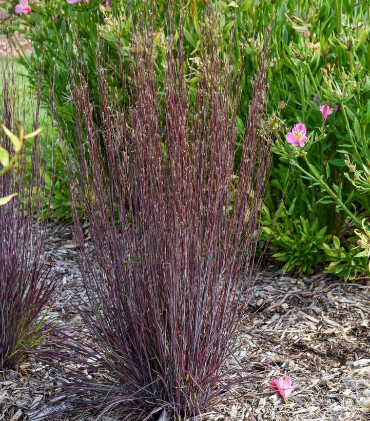 Schizachyrium scoparium 'Cinnamon Sticks'