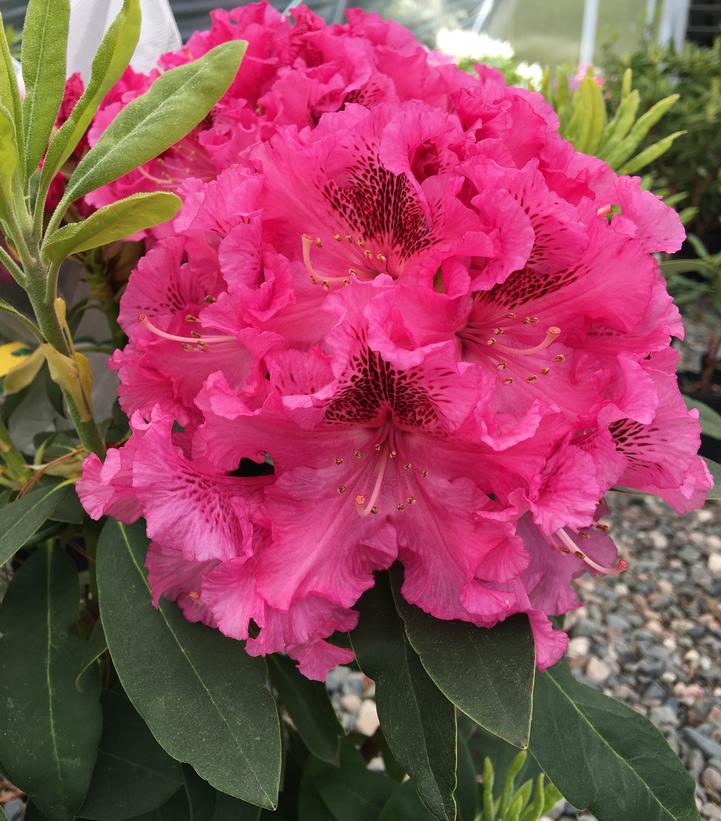 Rhododendron Holden's™ 'Raspberry Ruffles'