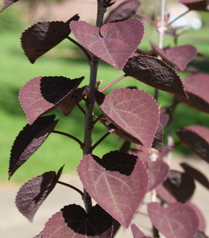Cercidiphyllum japonicum Red Fox