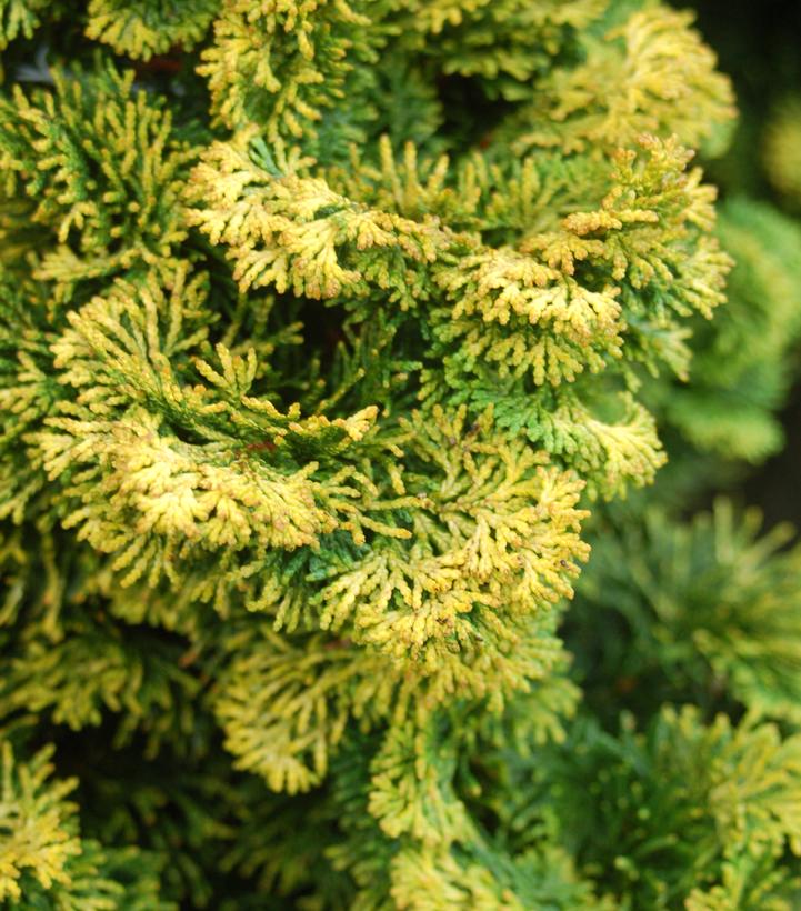 Chamaecyparis obtusa 'Verdoni'