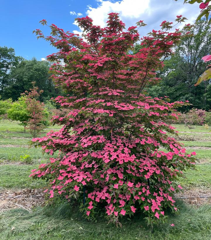 Cornus kousa 'Eternal Scarlet'
