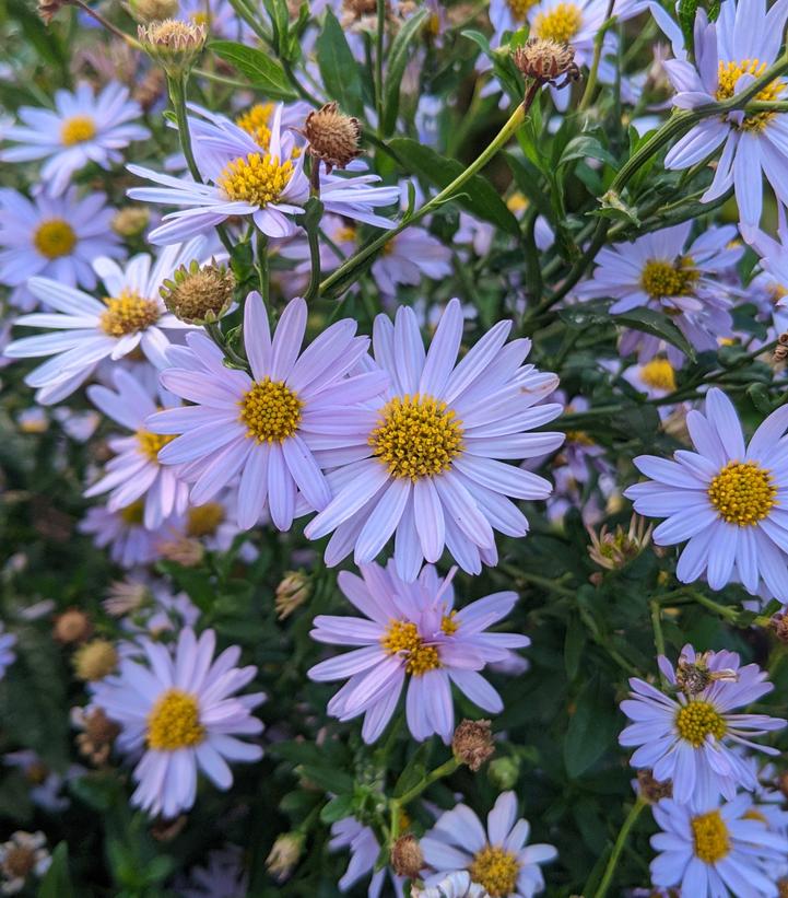 Kalimeris incisa 'Blue Star'