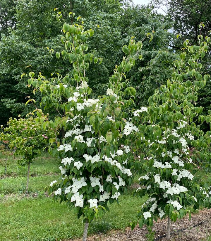 Cornus x Stellar Nova™