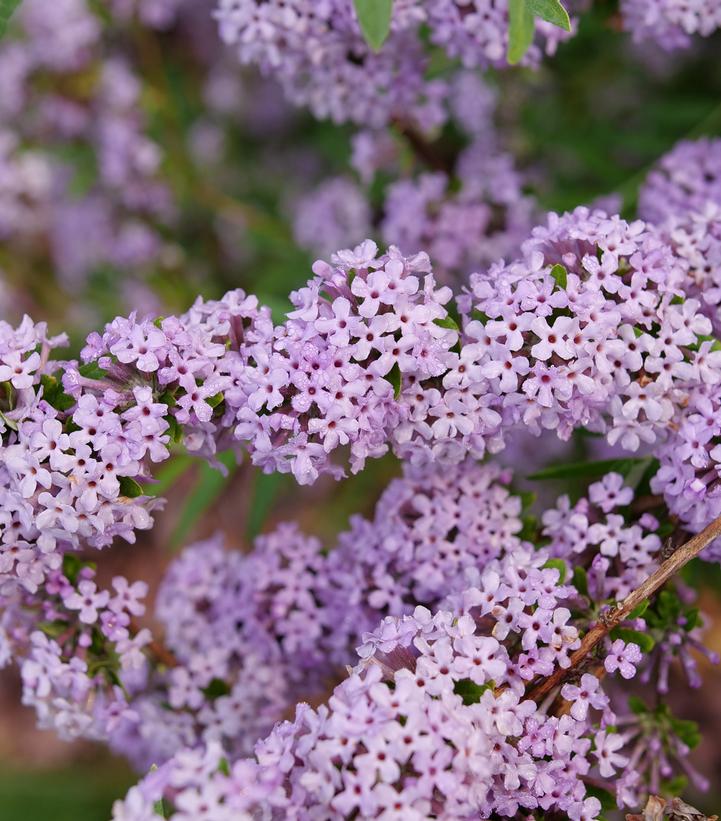 Buddleia alternifolia Mop Top®