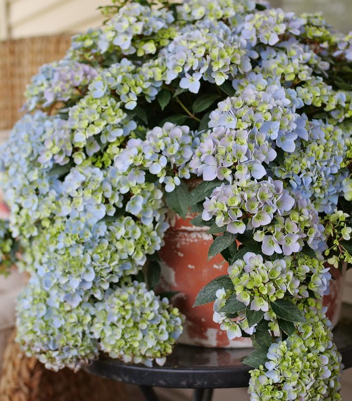 Hydrangea x Fairytrail Fresco®