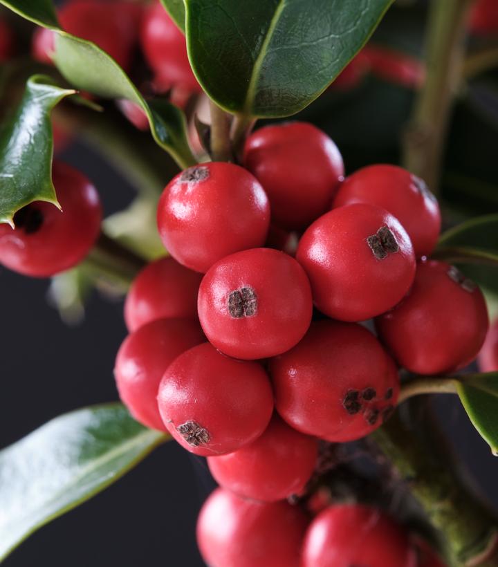 Ilex meserve Magical® Amore