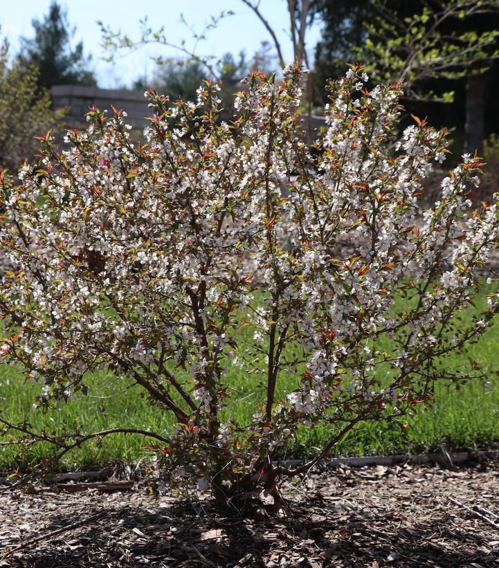 Prunus x Easy as Pie®