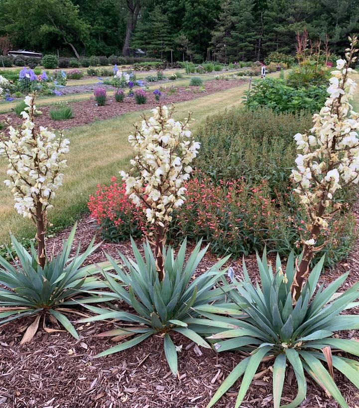 Yucca x 'Dragon Slayer'