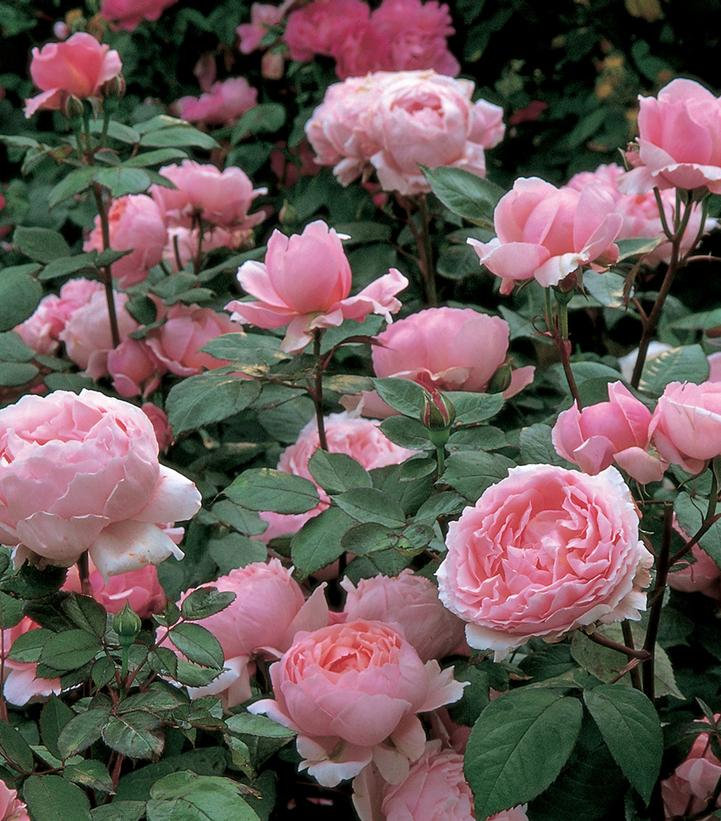 Rosa Brother Cadfael®