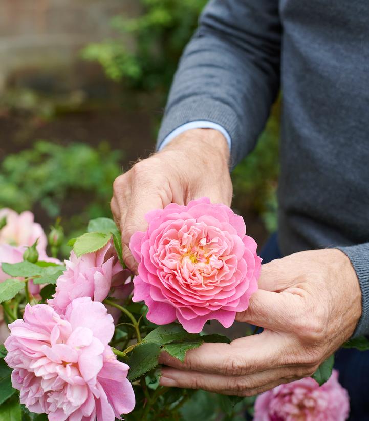 Rosa Emma Bridgewater™